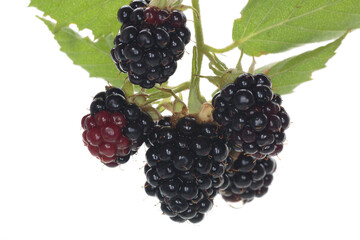 Fresh blackberries with reflection on a smooth surface
