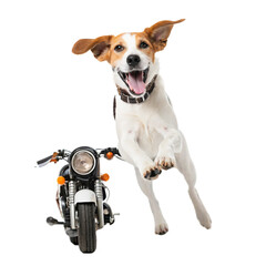 Cute white jack russell terrier puppy sitting on a small motorcycle