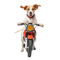 Cute brown and white Jack Russell terrier in a wheelchair, with a toy car and on a bike, on a white background