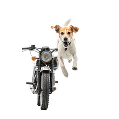 A young Jack Russell terrier puppy in a wheelchair is sitting on a brown motorcycle