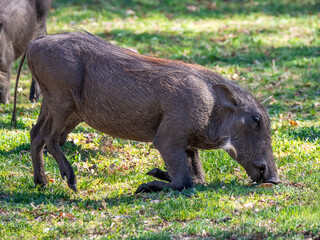 This is how warthogs feed. Here is a cute, very young warthog (Phacochoerus africanus).