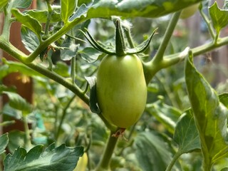 Green unripe tomato on branch in garden