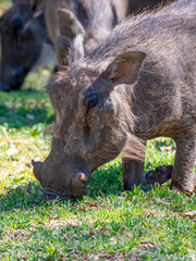 This is how warthogs feed. Here is a cute, very young warthog (Phacochoerus africanus).