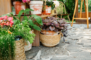 Assorted potted plants with textures and colors for gardening and home decor