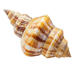 Fototapeta premium Detailed close-up of a spiral seashell (3)