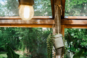 Trailing string of pearls plant in hanging pot for indoor greenery and houseplant decor