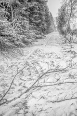 Snowstorm Denmark - winter 2024 Jutland