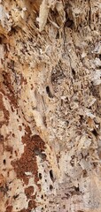Close-up of decayed wood damaged by insects. Tunnels, holes, and frayed fibers form a natural texture — ideal for backgrounds, eco themes, or material references.