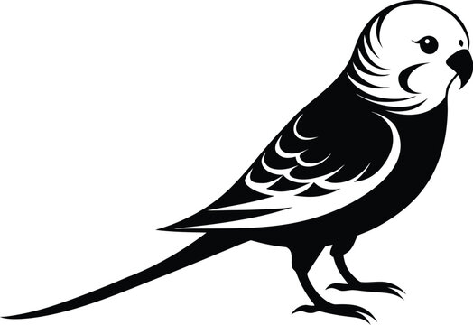 Budgerigar bird silhouette, parakeet line art, pet bird vector, minimal avian drawing, exotic animal illustration