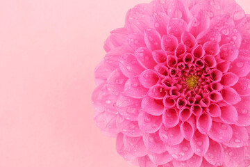 Single dahlia flower with water drops on pink background for romantic design and greeting card