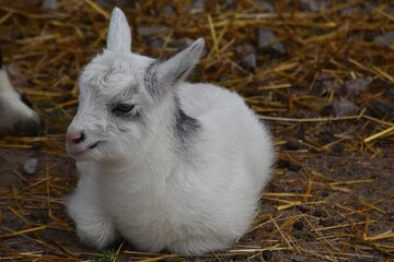 A cute little goatling is relaxing on a farm in summer day.