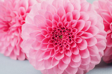 Cluster of pink dahlias with green leaves on blue background for botanical bouquet and floral...