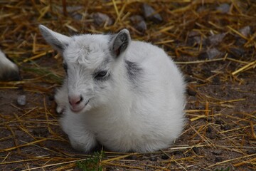 A cute little goatling is relaxing on a farm in summer day.