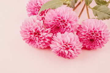 Bright pink dahlia flowers with green leaves on pink background for romantic floral composition