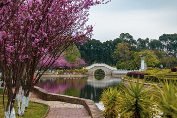 Obraz premium A serene stone bridge spans a reflective pond surrounded by blossoming trees and lush greenery in a traditional Chinese garden in Kunming, Yunnan, China