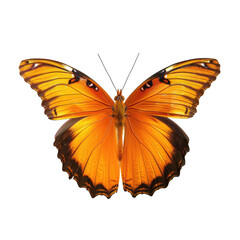 Vibrant orange butterfly, detailed wings, dark background