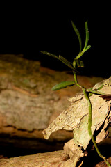 Planta leguminosa crescendo entre troncos de árvores na Mata Atlântica brasileira.   