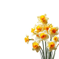 Fototapeta premium Close-up cluster of daffodils