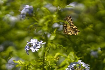 Swallowtail butterfly searches for flowers.
