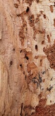 Close-up of decayed wood damaged by insects. Tunnels, holes, and frayed fibers form a natural texture — ideal for backgrounds, eco themes, or material references.