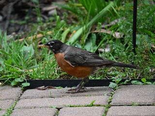 robin on the grass