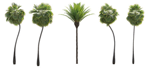Minimal Palm Tree Silhouette Pack – Stylized Tropical Cutout on White