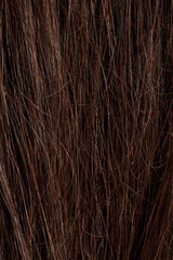 Naklejka premium brunette hair, brown long dull tangled hair with split ends, macro hair texture