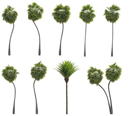 Tropical Palm Tree Cluster – Stylized Isolated Trees with Clean White Background