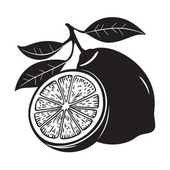 Detailed line art of whole and halved lemons with leaves in black ink. Vector retro hand drawn illustration