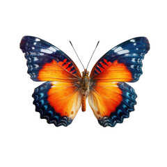 Obraz premium Vibrant butterfly, detailed wings