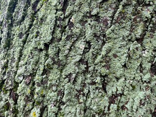 tree bark bumpy texture moss green