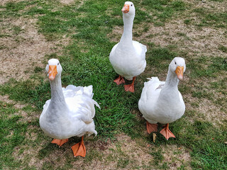Inquisitive geese looking up, begging for food
