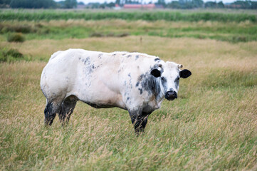 Grazing cattle in the wild grass of the Uitkerkse Polder in Uitkerke, West Flanders, Belgium