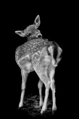 Monochrome Young Deer Isolated on Black Background. 