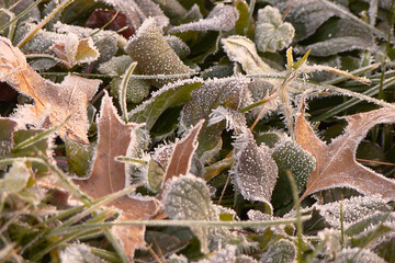 Leaves frost texture background green brown