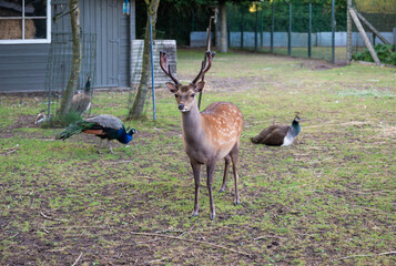 Young male deer in garden in Roksem, Oudenburg, West Flanders, Belgium
