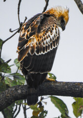 Changeable Hawk-Eagle Perched on a Tree Branch in Natural Wildlife Habitat.