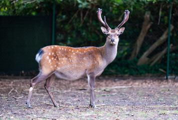Young male deer in garden in Roksem, Oudenburg, West Flanders, Belgium