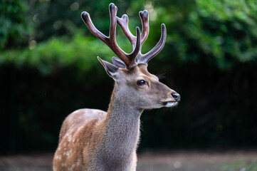 Young male deer in garden in Roksem, Oudenburg, West Flanders, Belgium