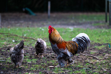 Rooster and chicken in a garden in Roksem, Oudenburg, West Flanders, Belgium