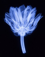X-Ray Style Abstract Blue Flower on Black Background for Scientific and Artistic Use