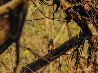 Close-Up of Tickell’s Blue Flycatcher in the Wild – Colorful Tropical Bird Perched in Natural Forest Habitat. Wildlife Birdwatching Scene.