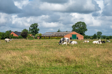 Grazing cows and barn on farmland in Ichtegem, West Flanders, Belgium