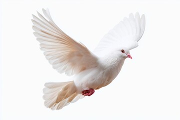 Fototapeta premium White dove in flight on white background