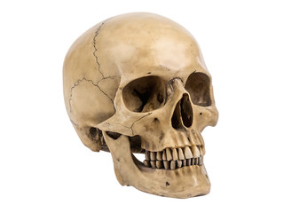 Obraz premium Human skull bone isolated on white background isolated on a transparent background
