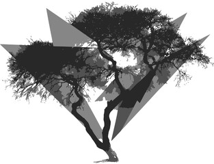 A monochrome image of a tree with bare branches framed by geometric shapes on a light background