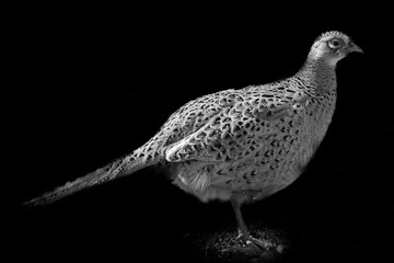 black and white pheasant 