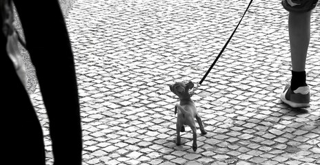 Black and white photo. Curious doggie on a walk. A family walks their pet on a leash. The effect of presence. Walk. Background. Place for insertion