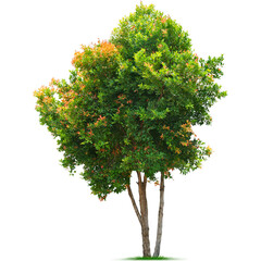 Green Grass with Transparent Background