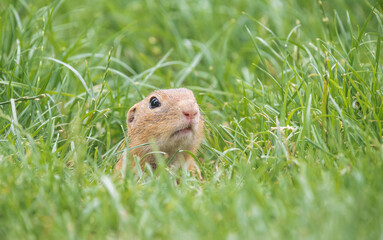 ground squirrel in the grass